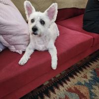 Animal Dermatology Clinic ico