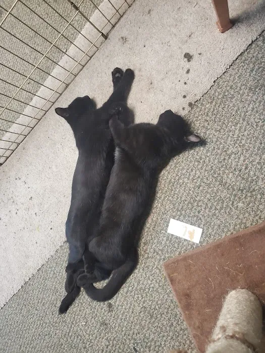 Arcadia Animal Hospital 12