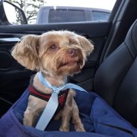 Banfield Pet Hospital ico