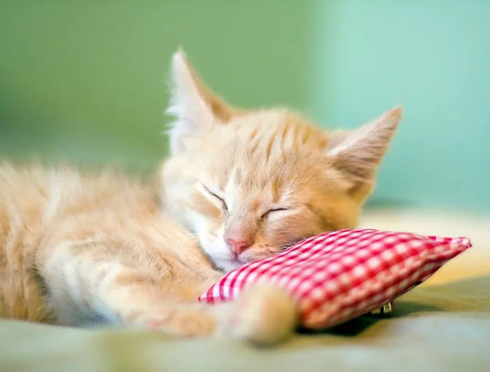 Banfield Huntington Veterinary Hospital 4