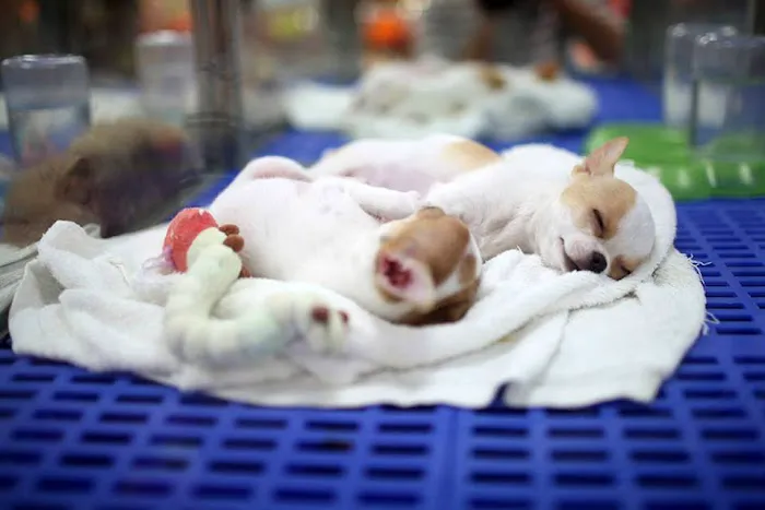 Banfield Huntington Veterinary Hospital 2