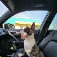 Banfield Huntington Veterinary Hospital ico