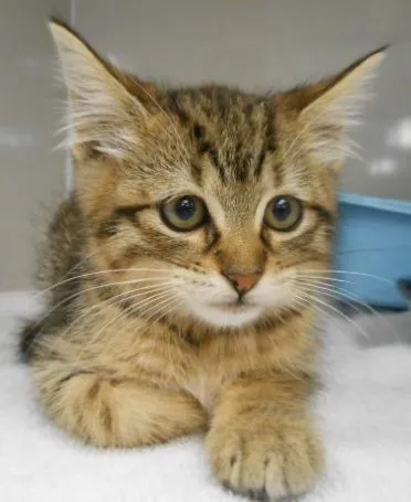 Monrovia Animal Medical Center 2