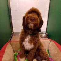 Monrovia Animal Medical Center ico