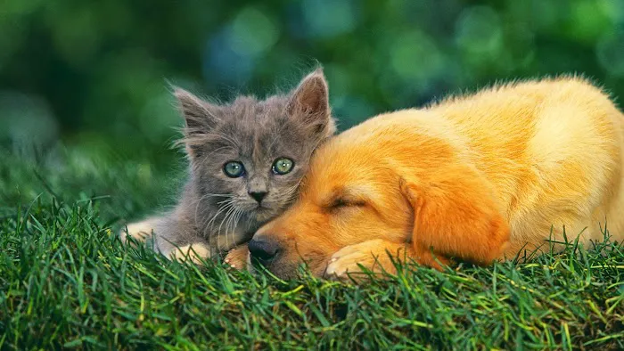 Monrovia Animal Medical Center 9