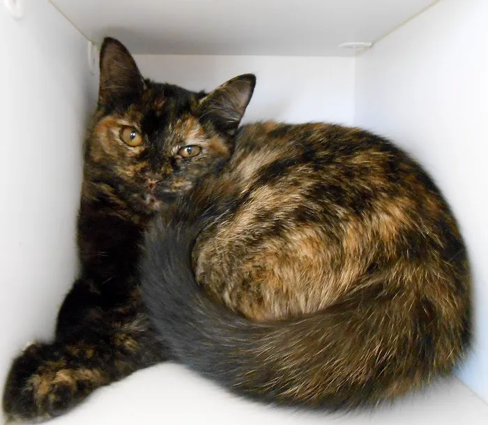 Monrovia Animal Medical Center 7