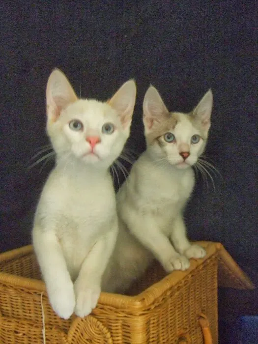 Monrovia Animal Medical Center 6