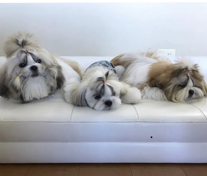 Best Friends Pet Hospital 12