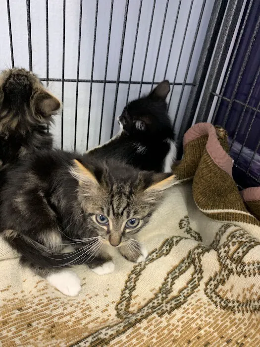 Best Friends Pet Hospital 12