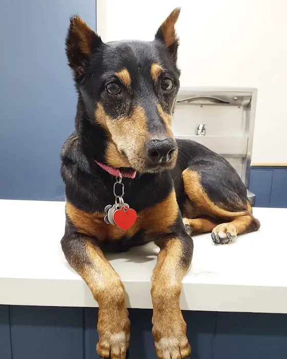 South Pasadena Animal Hospital 5