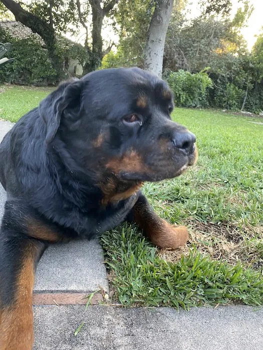 South Pasadena Animal Hospital 2