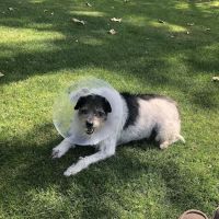 South Pasadena Animal Hospital ico