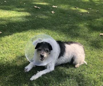 South Pasadena Animal Hospital