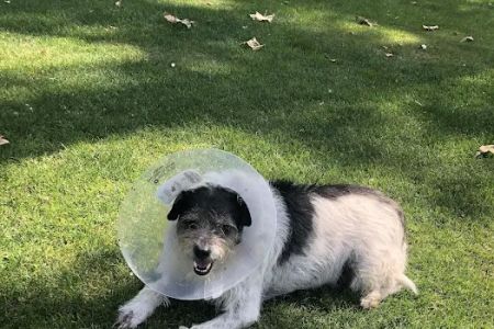 South Pasadena Animal Hospital