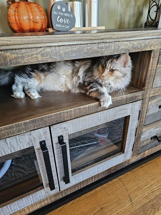 MainCoon Country 10