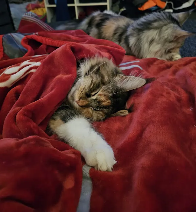 MainCoon Country 7