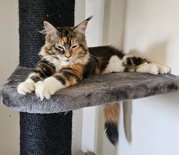 MainCoon Country 5