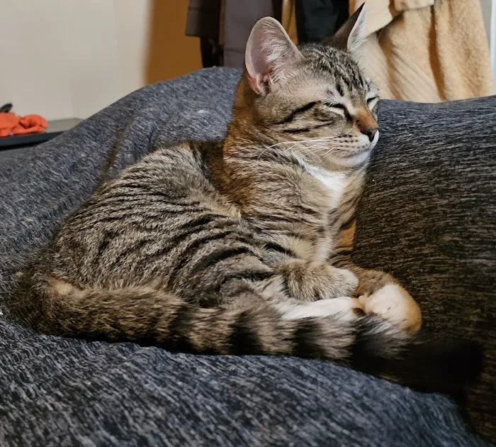 MainCoon Country 6