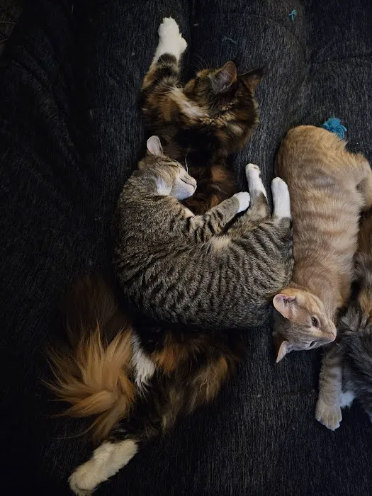 MainCoon Country 2