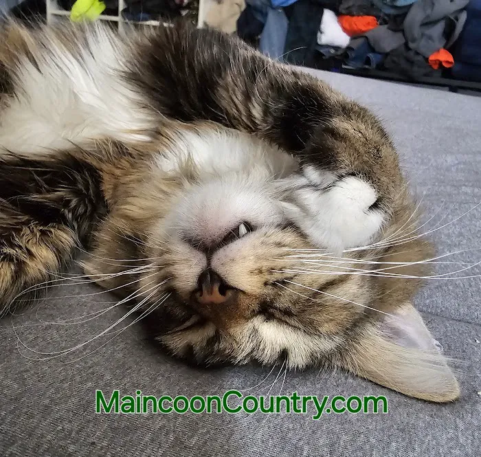 MainCoon Country 8