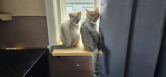 MainCoon Country 1