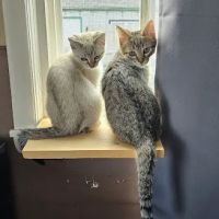 MainCoon Country ico