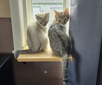 MainCoon Country
