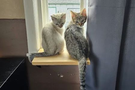 MainCoon Country