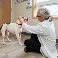 Cascade Veterinary Center, PS ico