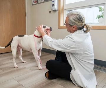Cascade Veterinary Center, PS