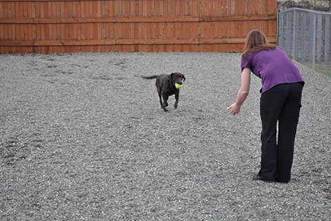 Cascade Veterinary Center, PS 9