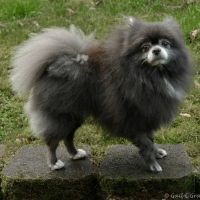 VCA Animal Medical Center ico