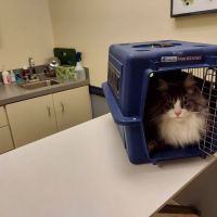 Marysville Veterinary Hospital ico