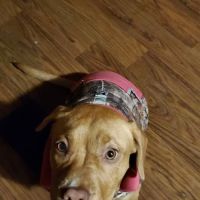 Snoqualmie Valley Animal Hospital ico