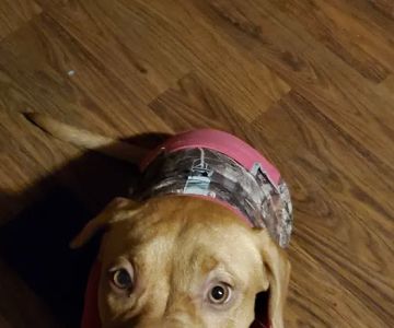 Snoqualmie Valley Animal Hospital