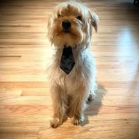 Clover Veterinary Hospital ico