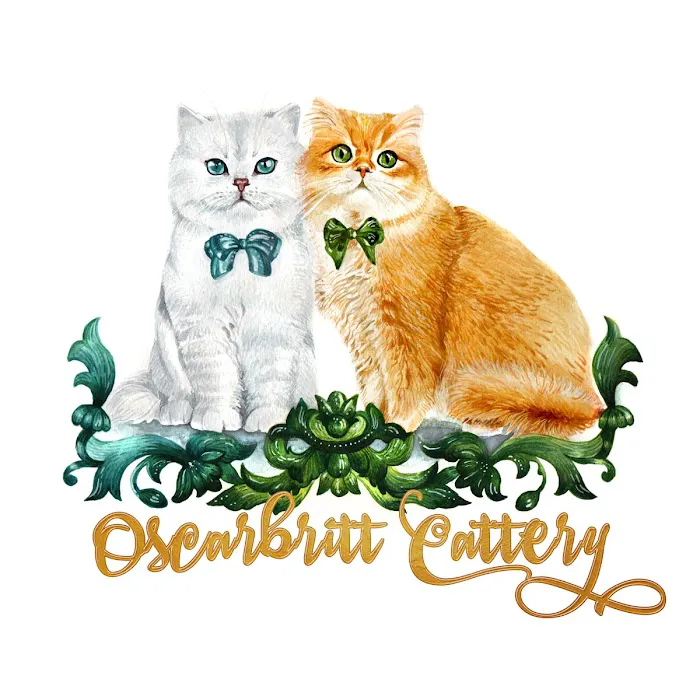 Oscar British Cattery 2