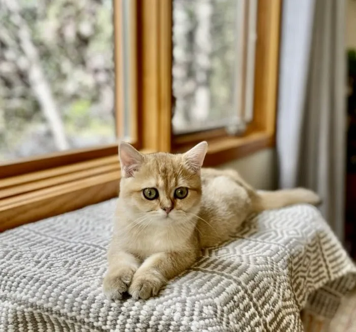 Oscar British Cattery 7