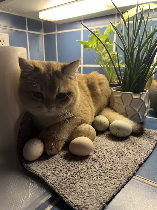 Oscar British Cattery 5