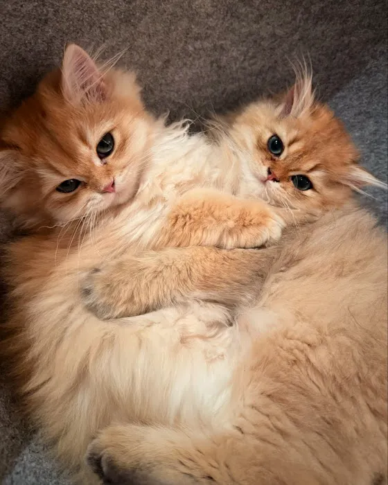 Oscar British Cattery 4
