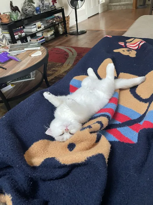Oscar British Cattery 1