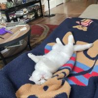 Oscar British Cattery ico