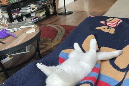Oscar British Cattery