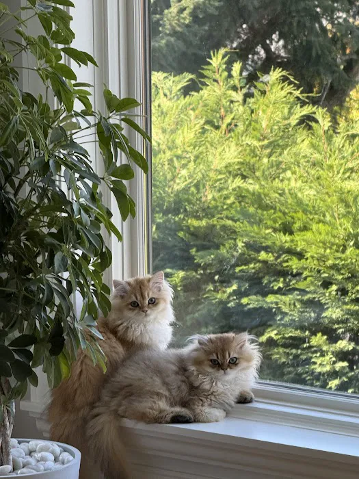 Oscar British Cattery 3