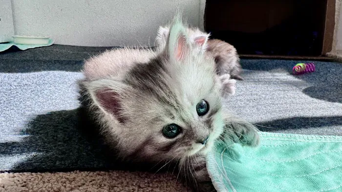 Bastet Maine Coons 6