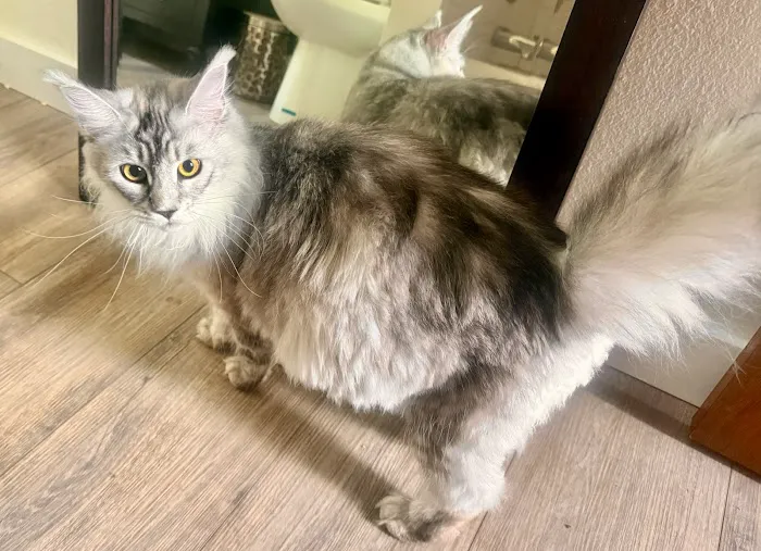 Bastet Maine Coons 1