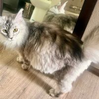 Bastet Maine Coons ico