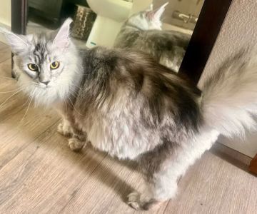 Bastet Maine Coons