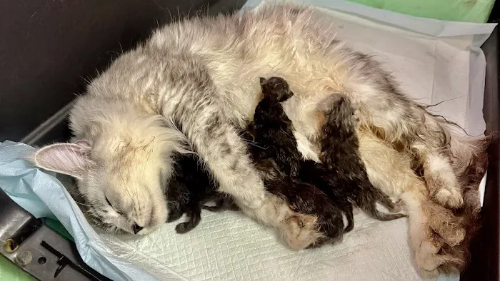 Bastet Maine Coons 9