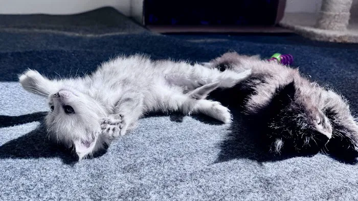 Bastet Maine Coons 4